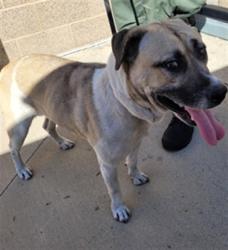 Shelter Stray Female Dog last seen , 957 N Gaffey St, San Pedro, CA 90731, USA