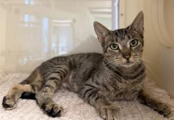 Shelter Stray Female Cat last seen Near BLOCK PRIORITY WAY, 3528 Newburg Rd, Louisville, KY 40218, USA