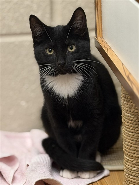 Shelter Stray Male Cat last seen Near BLOCK TURNPIKE VIEW DR, 3528 Newburg Rd, Louisville, KY 40218, USA
