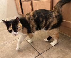 Found/Stray Female Cat last seen Ventana West Park, Albuquerque, NM 87114