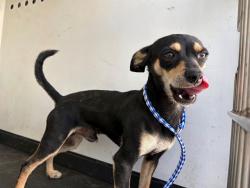 Shelter Stray Male Dog last seen Near BLK BUTTE ST, BAKERSFIELD, CA, 201 S Mt Vernon Ave, Bakersfield, CA 93307, USA