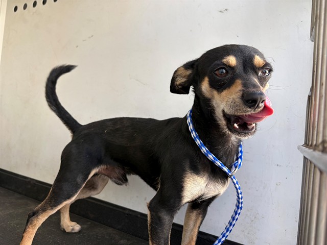 Shelter Stray Male Dog last seen Near BLK BUTTE ST, BAKERSFIELD, CA, 201 S Mt Vernon Ave, Bakersfield, CA 93307, USA