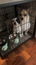 Lost Male Dog last seen Oakbrook Street, Lancaster, TX 75146