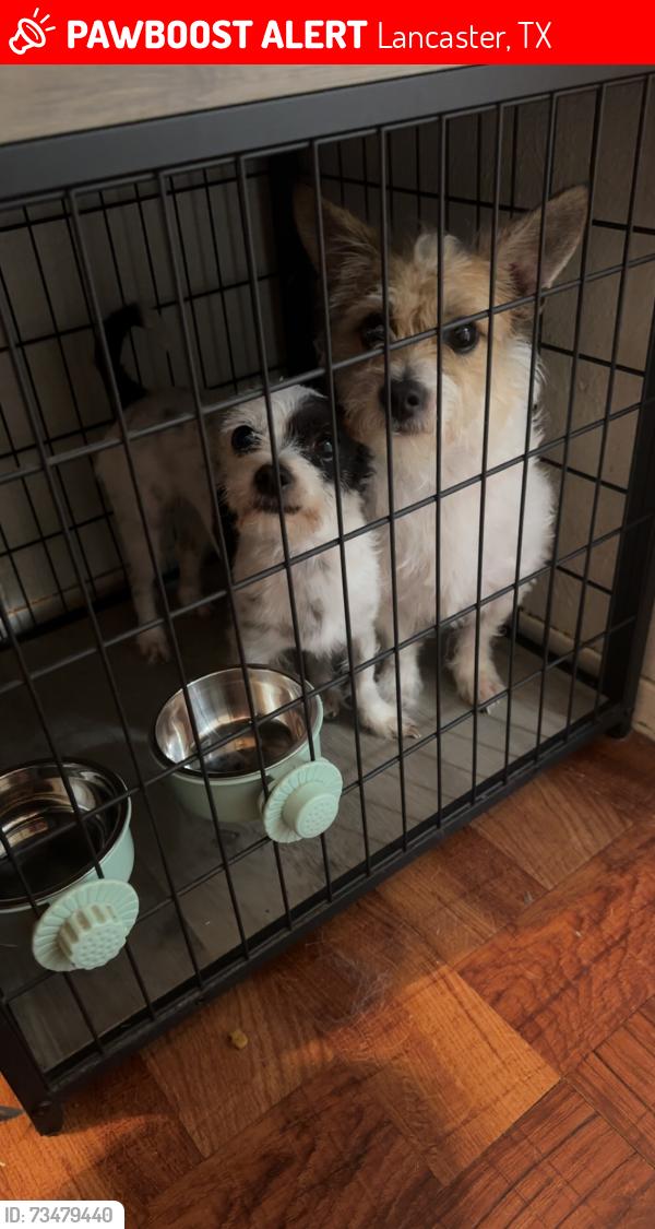 Lost Male Dog last seen Oakbrook Street, Lancaster, TX 75146