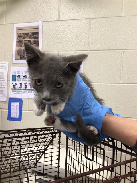 Shelter Stray Male Cat last seen Near BLOCK IVY ST 80022, 12155 Park Blvd, Brighton, CO 80601, USA