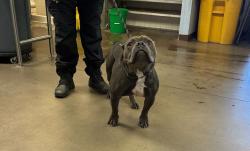 Shelter Stray Male Dog last seen N 38TH AVE W DAHLIA DR, 2500 S 27th Ave, Phoenix, AZ 85009, USA