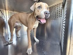 Shelter Stray Male Dog last seen N 67TH AVE AND W VAN BUREN ST, 2500 S 27th Ave, Phoenix, AZ 85009, USA
