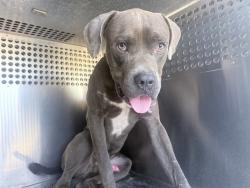 Shelter Stray Male Dog last seen N 67TH AVE AND W VAN BUREN ST, 2500 S 27th Ave, Phoenix, AZ 85009, USA