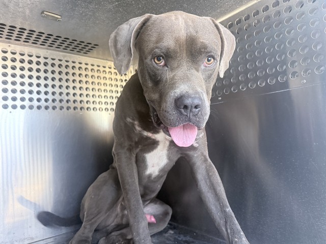 Shelter Stray Male Dog last seen N 67TH AVE AND W VAN BUREN ST, 2500 S 27th Ave, Phoenix, AZ 85009, USA