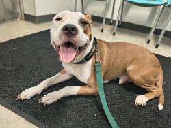 Found/Stray Female Dog last seen Brown Rd and Rosemore, St. Louis County, MO 63114
