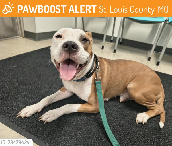 Found/Stray Female Dog last seen Brown Rd and Rosemore, St. Louis County, MO 63114