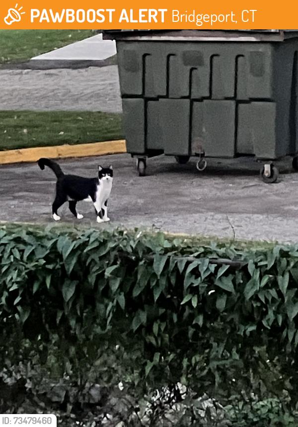 Found/Stray Unknown Cat last seen Ortega ave, Bridgeport, CT 06606