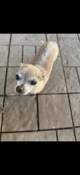Lost Female Dog last seen 63rd and Indian School, Phoenix, AZ 85033