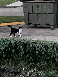 Found/Stray Unknown Cat last seen Ortega ave, Bridgeport, CT 06606