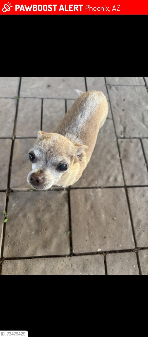 Lost Female Dog last seen 63rd and Indian School, Phoenix, AZ 85033