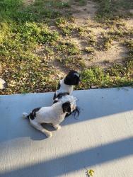 Reunited Unknown Dog last seen Crown, Denver, CO 80239