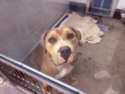 Shelter Stray Male Dog last seen JACKRABBIT RD AND YUMA RD, 5501 E Van Buren St, Phoenix, AZ 85008, USA