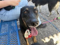 Shelter Stray Male Dog last seen W GARFIELD T AND N 33RD AVE, 1920 S Lewis, Mesa, AZ 85210, USA