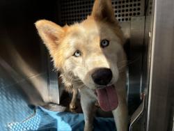 Shelter Stray Female Dog last seen 74TH ST AND CORONADO RD, 1920 S Lewis, Mesa, AZ 85210, USA
