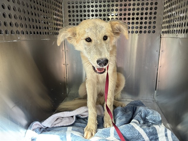 Shelter Stray Male Dog last seen 74TH ST AND CORONADO RD, 1920 S Lewis, Mesa, AZ 85210, USA