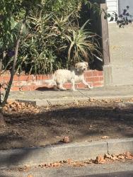 Found/Stray Female Dog last seen Georgia by 711, Lake County, IN 46407