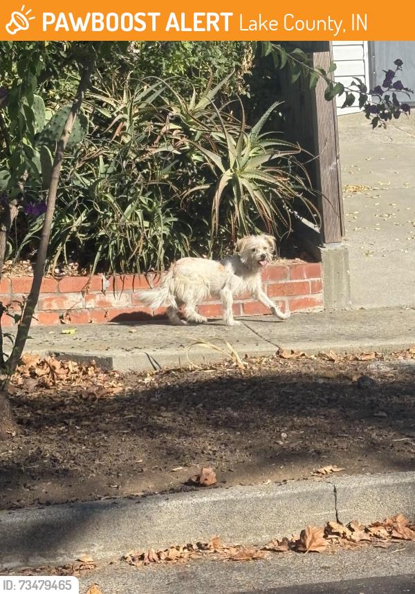 Found/Stray Female Dog last seen Georgia by 711, Lake County, IN 46407