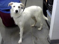 Shelter Stray Male Dog last seen 67TH AVE AND APACHE ST, 1920 S Lewis, Mesa, AZ 85210, USA