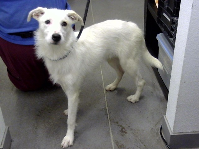 Shelter Stray Male Dog last seen 67TH AVE AND APACHE ST, 1920 S Lewis, Mesa, AZ 85210, USA