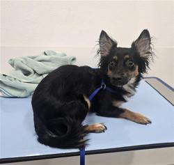 Shelter Stray Male Dog last seen SOUTHERN AVE AND STAPLEY DR, 1920 S Lewis, Mesa, AZ 85210, USA