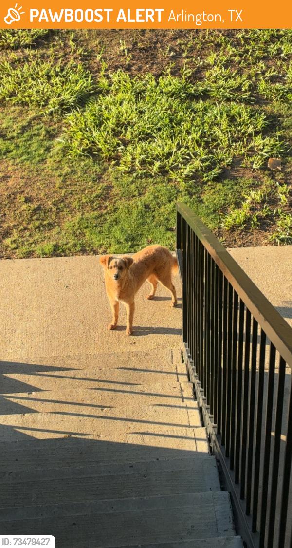 Found/Stray Unknown Dog last seen Near worth st Arlington Tx 76014, Arlington, TX 76014