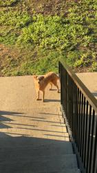 Found/Stray Unknown Dog last seen Near worth st Arlington Tx 76014, Arlington, TX 76014