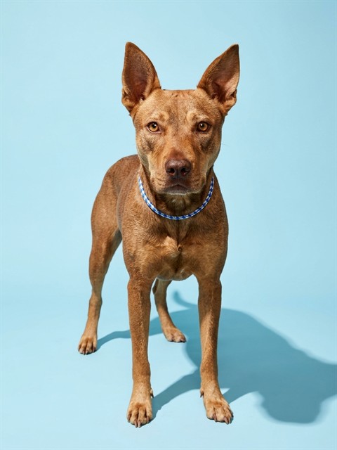Shelter Stray Female Dog last seen Near BLOCK ACRADE AVE, 2020 Forest St, Jacksonville, FL 32204, USA