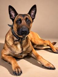 Shelter Stray Male Dog last seen Near BLOCK W 24TH ST, 2020 Forest St, Jacksonville, FL 32204, USA