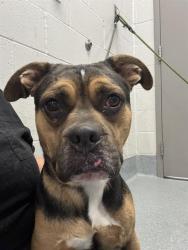 Shelter Stray Male Dog last seen Near, 5001 E Raymond St, Indianapolis, IN 46203, USA