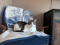 Lost Male Cat last seen Shawnmarr and Lakeshore Rd, Mississauga, ON 