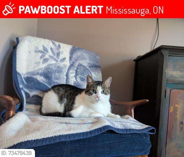 Lost Male Cat last seen Shawnmarr and Lakeshore Rd, Mississauga, ON 