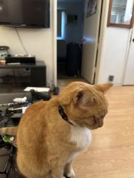 Lost Female Cat last seen N oak ave and Colorado blvd, East Pasadena, CA 91107