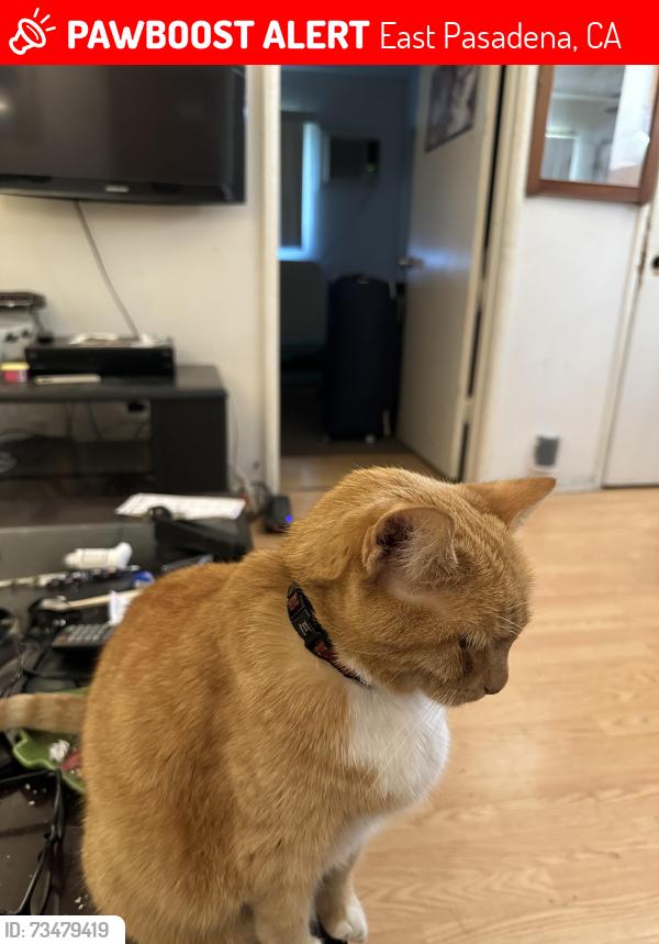 Lost Female Cat last seen N oak ave and Colorado blvd, East Pasadena, CA 91107