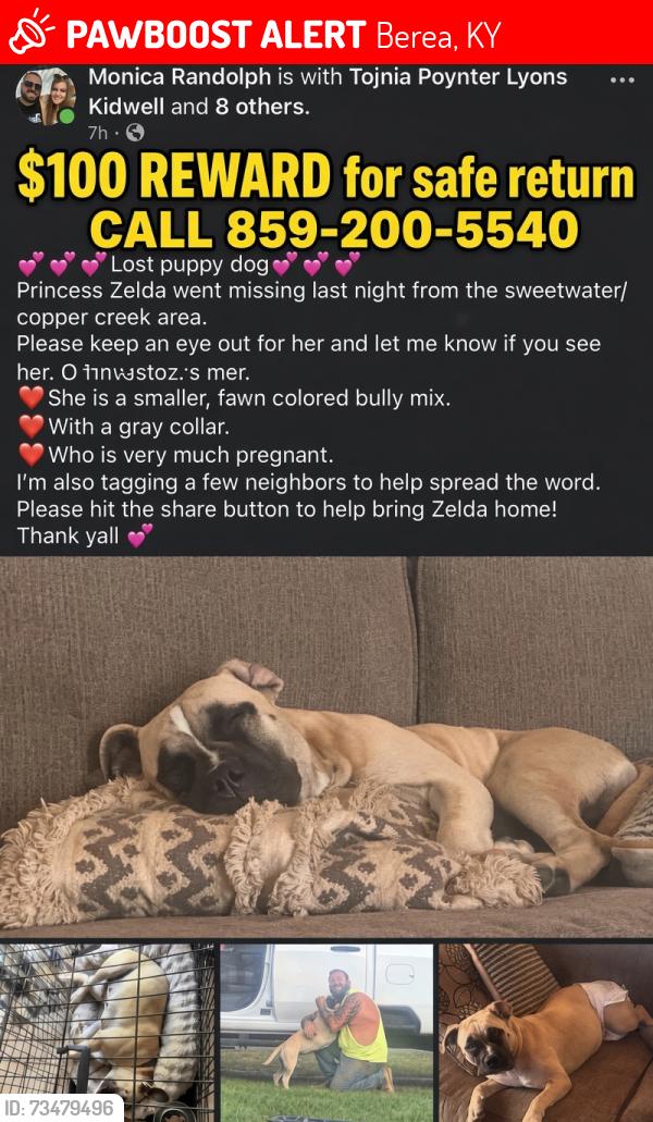 Lost Female Dog last seen SWEET WATER, Berea, KY 40403