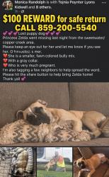 Lost Female Dog last seen SWEET WATER, Berea, KY 40403