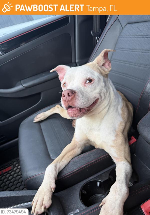 Found/Stray Female Dog last seen Near W Hanna Ave and Oti, Tampa, FL 33604