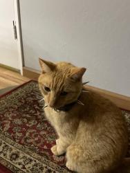 Reunited Male Cat last seen Collinwood and Eastwood Circle, Santa Clara, CA 95054