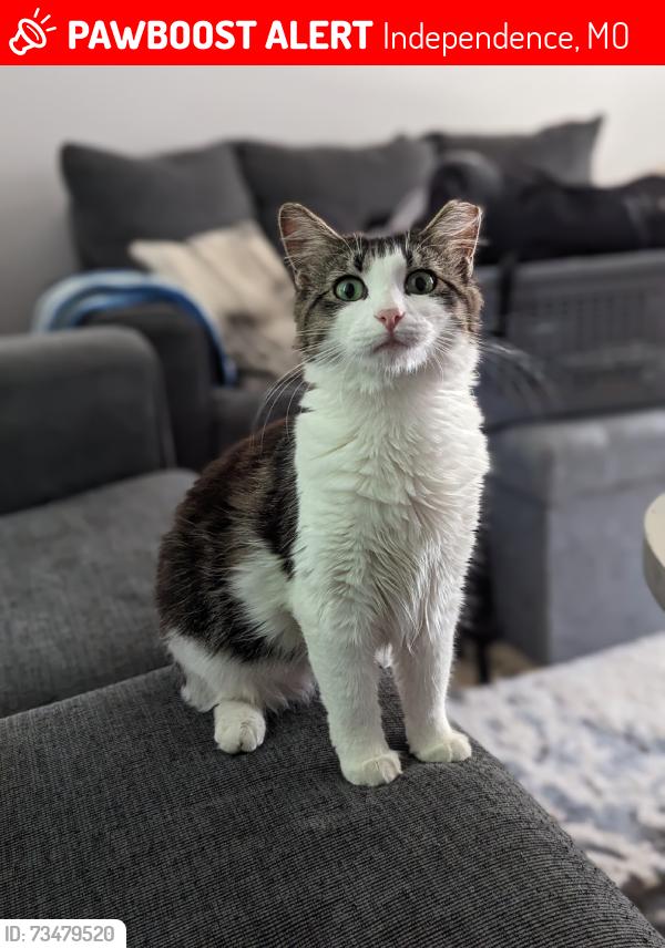 Lost Female Cat last seen 37th and Dodgion ave, Independence, MO 64055