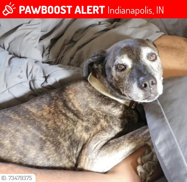 Lost Male Dog last seen 52nd street near SoBro Spirits, Indianapolis, IN 46220