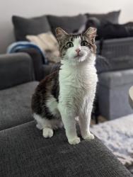Lost Female Cat last seen 37th and Dodgion ave, Independence, MO 64055