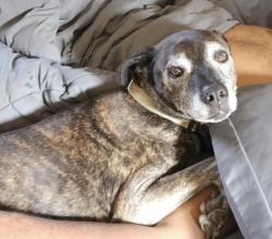 Lost Male Dog last seen 52nd street near SoBro Spirits, Indianapolis, IN 46220