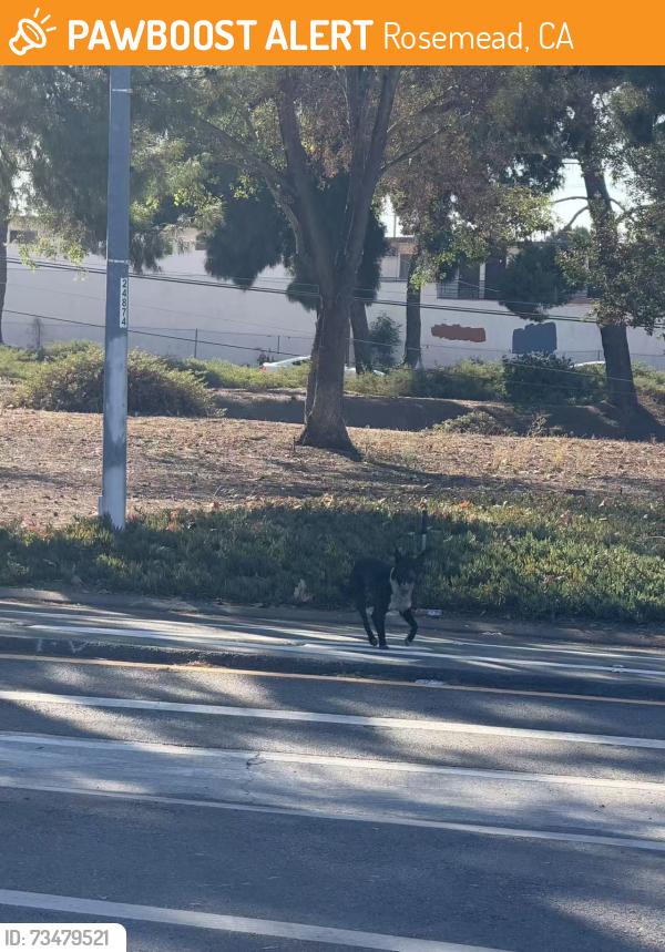 Found/Stray Unknown Dog last seen Freeway entrance (new ave). Between W saxon Awe and E hellman ave, Rosemead, CA 91770