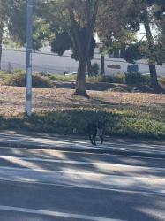 Found/Stray Unknown Dog last seen Freeway entrance (new ave). Between W saxon Awe and E hellman ave, Rosemead, CA 91770