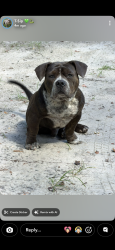 Lost Male Dog last seen Hawthorne Hornet Football Stadium, Hawthorne, FL 32640