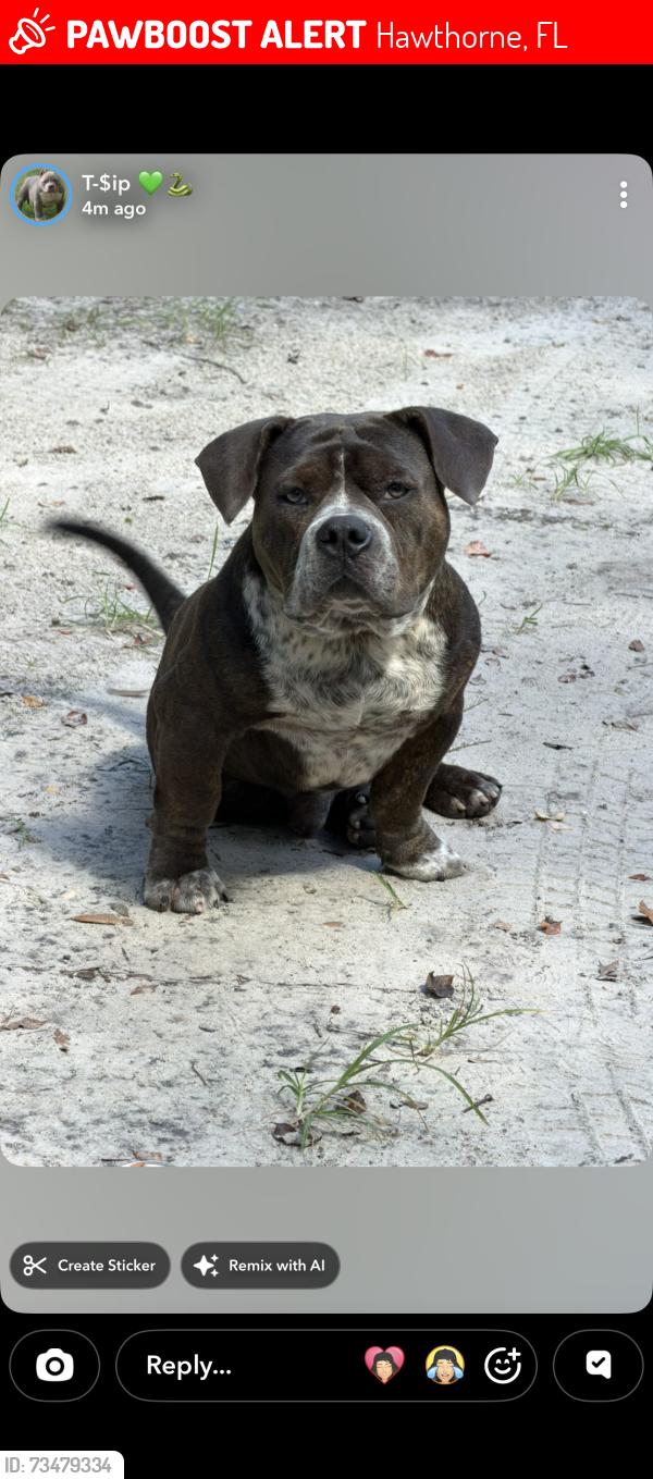 Lost Male Dog last seen Hawthorne Hornet Football Stadium, Hawthorne, FL 32640